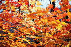 桓仁枫林谷秋色