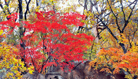 桓仁枫林谷秋色