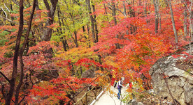 桓仁枫林谷秋色