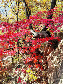 桓仁枫林谷秋色