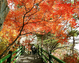 桓仁枫林谷秋色