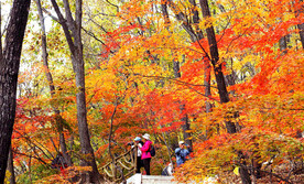 桓仁枫林谷秋色