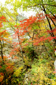 桓仁枫林谷秋色