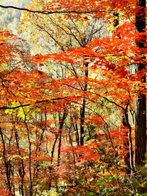 桓仁枫林谷秋色