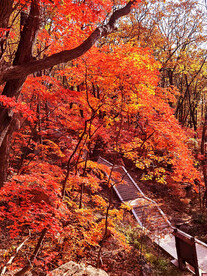 桓仁枫林谷秋色