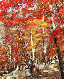 桓仁枫林谷秋色