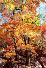 桓仁枫林谷秋色