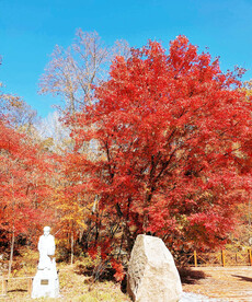 桓仁枫林谷秋色