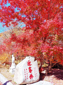 桓仁枫林谷秋色