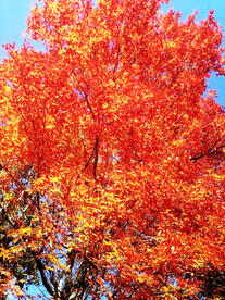 桓仁枫林谷秋色