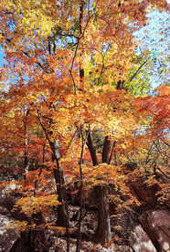 桓仁枫林谷秋色