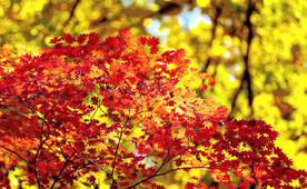 桓仁枫林谷秋色