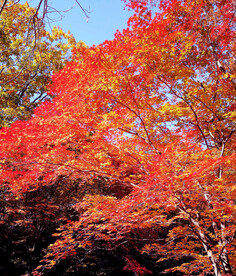 桓仁枫林谷秋色