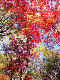 桓仁枫林谷秋色