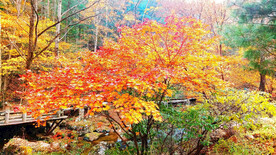 桓仁枫林谷秋色