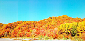 桓仁枫林谷秋色