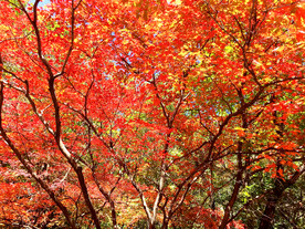 丹东天桥沟秋色