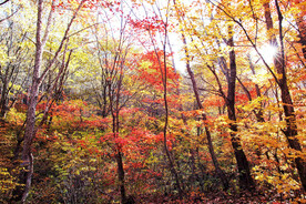 桓仁枫林谷秋色