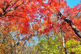 桓仁枫林谷秋色