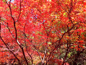 桓仁枫林谷秋色