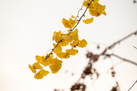 秋色 银杏