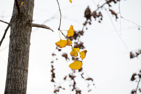 秋色 银杏