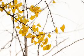 秋色 银杏