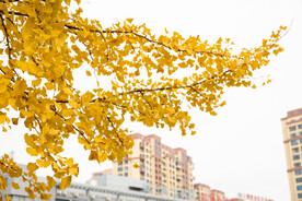 秋色 银杏