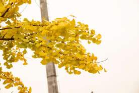 秋色 银杏