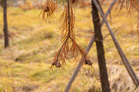 秋天 路边 黄叶 落叶 
