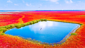 江苏东台盐蒿地湿地