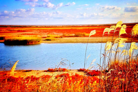 江苏东台盐蒿地湿地