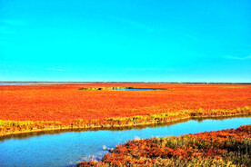 江苏东台盐蒿地湿地