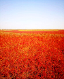 江苏东台盐蒿地湿地