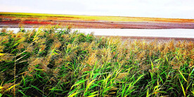 辽宁辽河口红海滩湿地