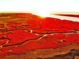辽宁辽河口红海滩湿地