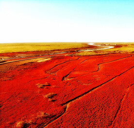 辽宁辽河口红海滩湿地