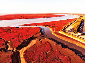 辽宁辽河口红海滩湿地