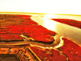 辽宁辽河口红海滩湿地