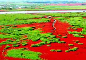 辽宁辽河口红海滩湿地