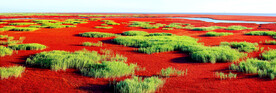 辽宁辽河口红海滩湿地