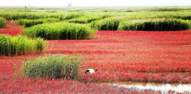 辽宁辽河口红海滩湿地
