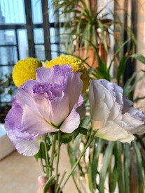 夕阳下紫色的鲜花