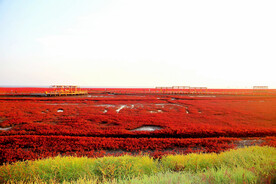 辽宁辽河口红海滩湿地