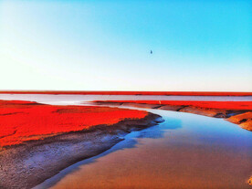 辽宁辽河口红海滩湿地