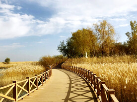 新疆巴楚红海湿地公园