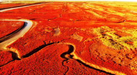 辽宁辽河口红海滩湿地