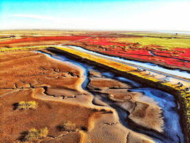 辽宁辽河口红海滩湿地