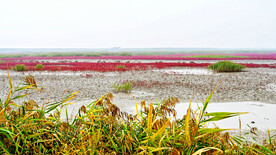 辽宁辽河口红海滩湿地