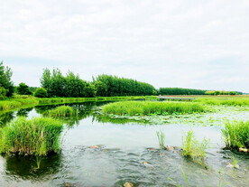 辽宁辽河七星湿地